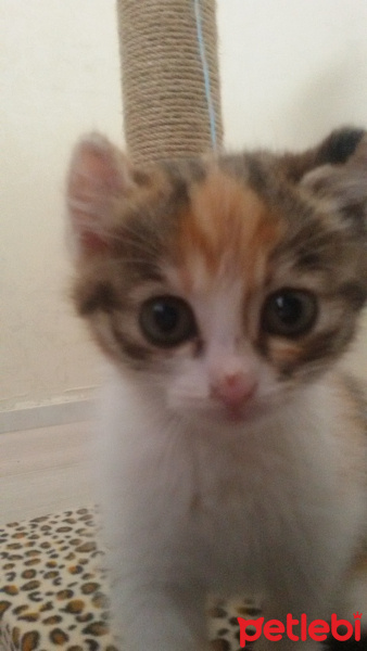 Tekir Kedi, Kedi  Angel fotoğrafı