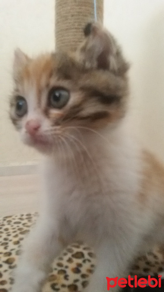 Tekir Kedi, Kedi  Angel fotoğrafı