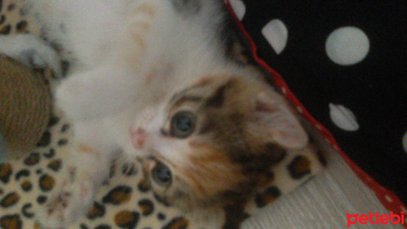 Tekir Kedi, Kedi  Angel fotoğrafı