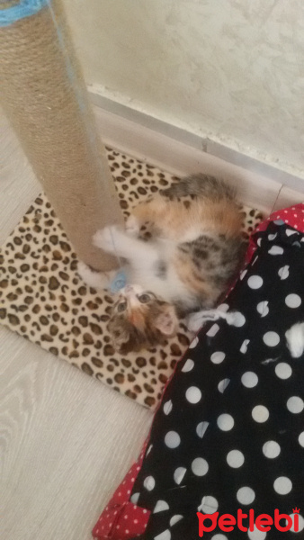 Tekir Kedi, Kedi  Angel fotoğrafı