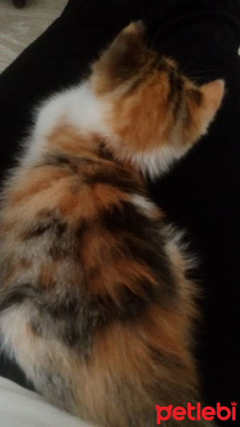 Tekir Kedi, Kedi  Angel fotoğrafı