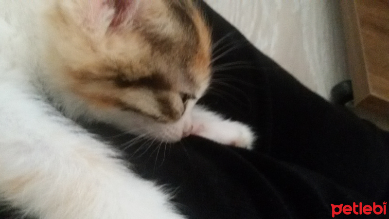Tekir Kedi, Kedi  Angel fotoğrafı