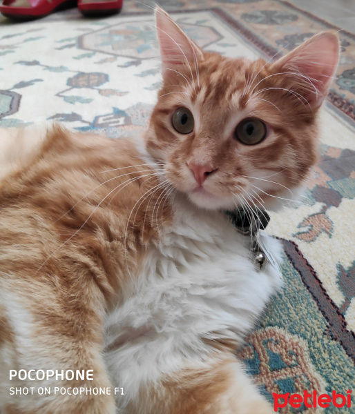 Sarman, Kedi  müezza fotoğrafı