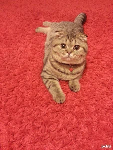 Scottish Fold, Kedi  Milena fotoğrafı