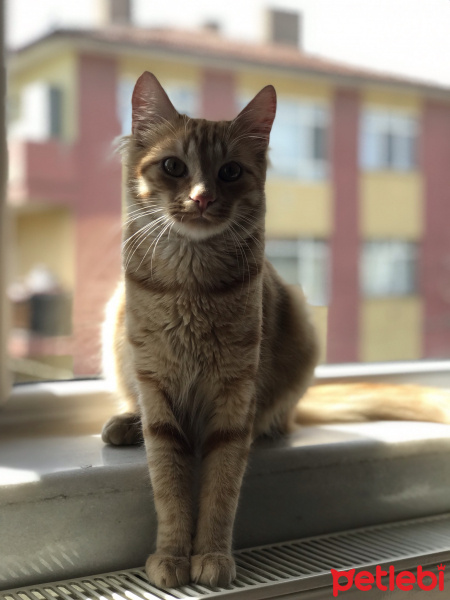 Sarman, Kedi  Paşa 05458406722 fotoğrafı