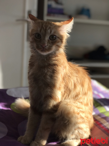 Sarman, Kedi  Paşa 05458406722 fotoğrafı