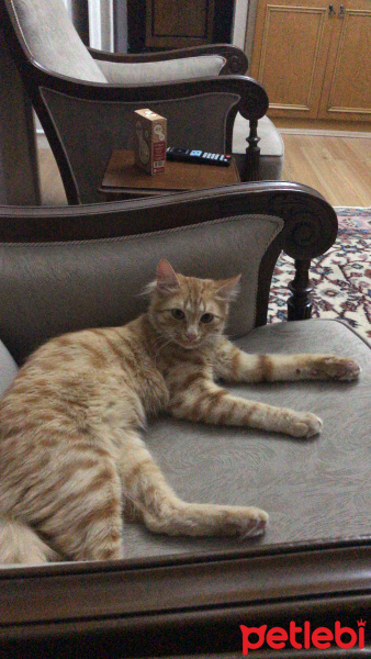 Sarman, Kedi  Paşa 05458406722 fotoğrafı