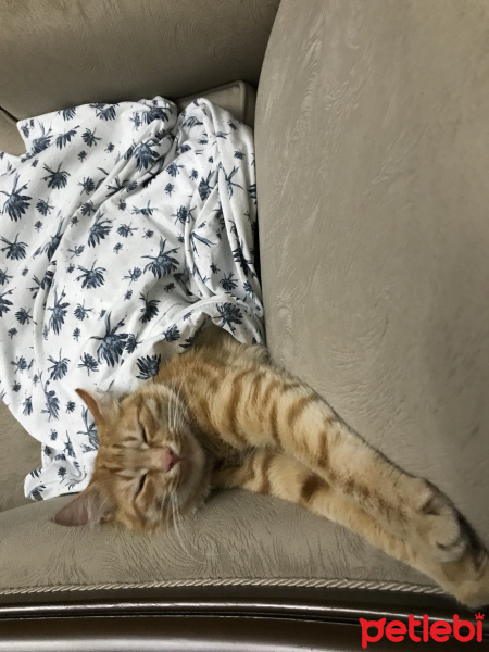 Sarman, Kedi  Paşa 05458406722 fotoğrafı