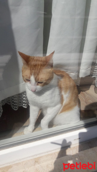 Sarman, Kedi  Şakir fotoğrafı
