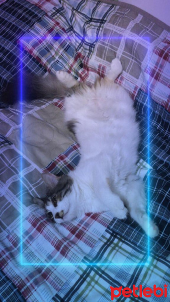 Tekir Kedi, Kedi  Maya fotoğrafı