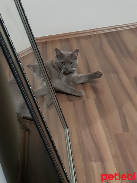 British Shorthair, Kedi  Darty sevgi dolu bir aile ariyoruz fotoğrafı