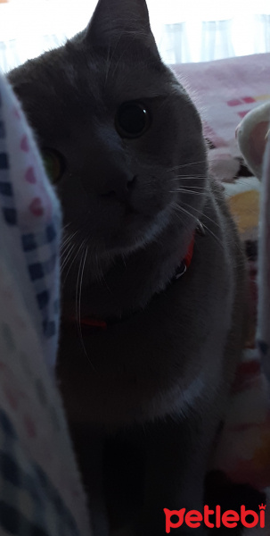 British Shorthair, Kedi  Darty sevgi dolu bir aile ariyoruz fotoğrafı