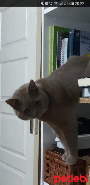 British Shorthair, Kedi  Darty sevgi dolu bir aile ariyoruz fotoğrafı
