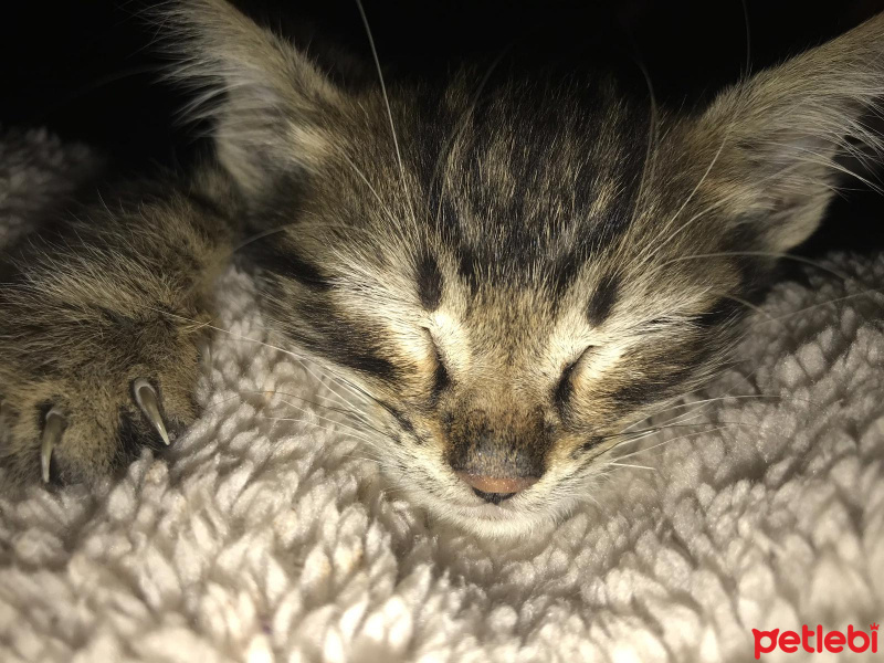 Tekir Kedi, Kedi  Ceku fotoğrafı