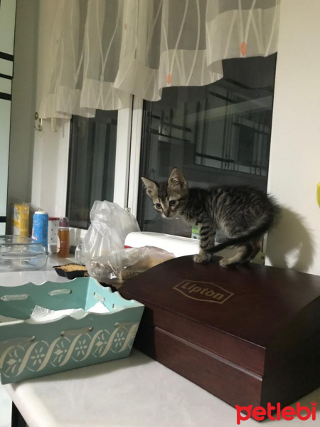 Tekir Kedi, Kedi  Ceku fotoğrafı