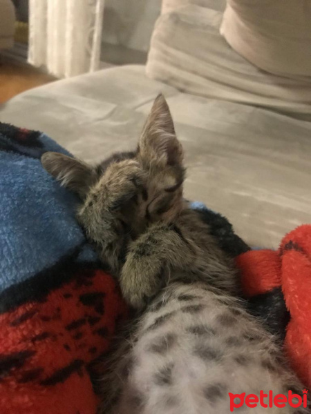 Tekir Kedi, Kedi  Ceku fotoğrafı