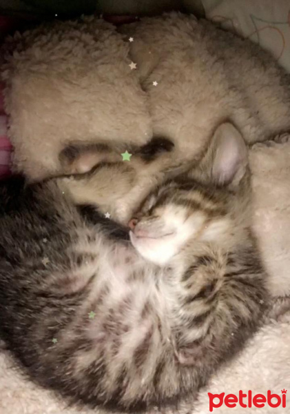 Tekir Kedi, Kedi  Ceku fotoğrafı