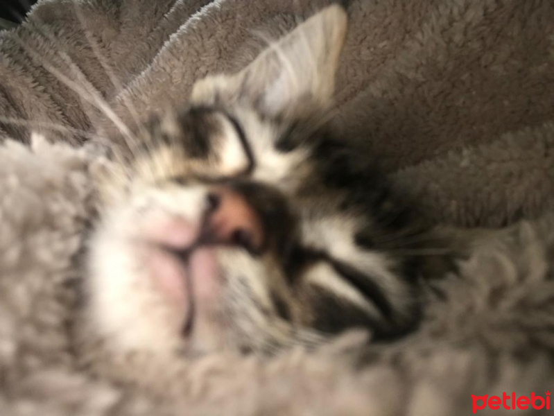 Tekir Kedi, Kedi  Ceku fotoğrafı