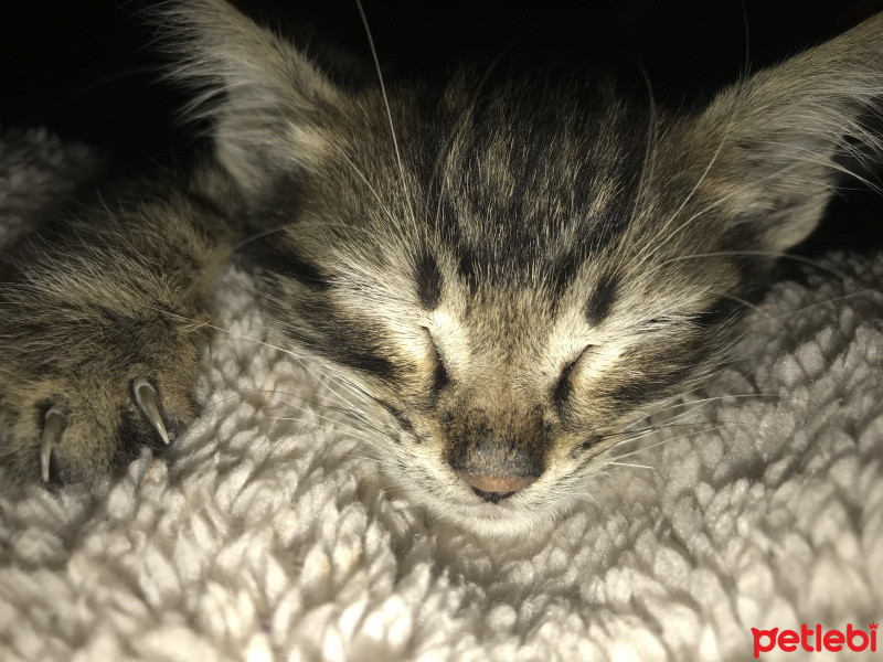 Tekir Kedi, Kedi  Ceku fotoğrafı