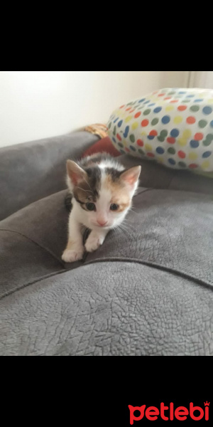 Tekir Kedi, Kedi  Lucy fotoğrafı