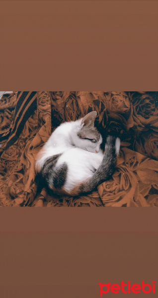 Tekir Kedi, Kedi  Lucy fotoğrafı