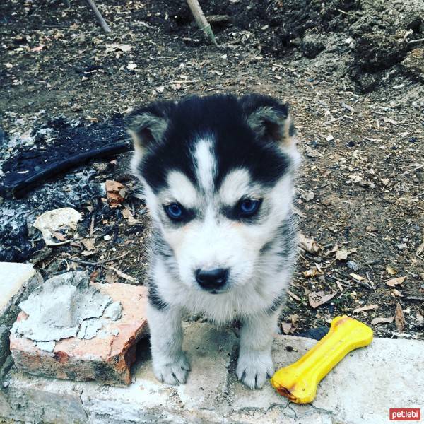 Sibirya Kurdu (Husky), Köpek  Aynalı fotoğrafı