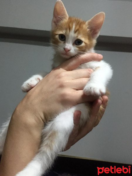 Tekir Kedi, Kedi  şeftali fotoğrafı
