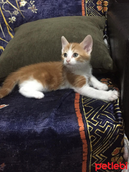 Tekir Kedi, Kedi  şeftali fotoğrafı