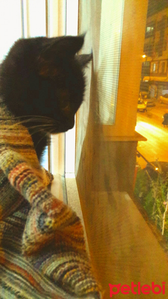 Tekir Kedi, Kedi  Joker fotoğrafı