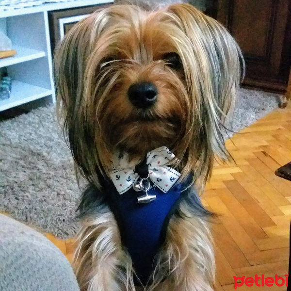 Yorkshire Terrier, Köpek  tati fotoğrafı