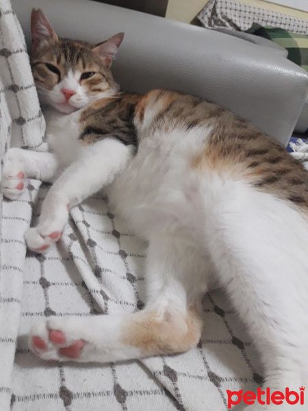 Tekir Kedi, Kedi  Zilli fotoğrafı