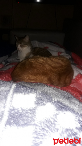 Tekir Kedi, Kedi  Zilli fotoğrafı