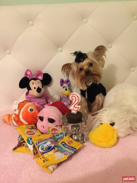 Yorkshire Terrier, Köpek  ŞİLA fotoğrafı