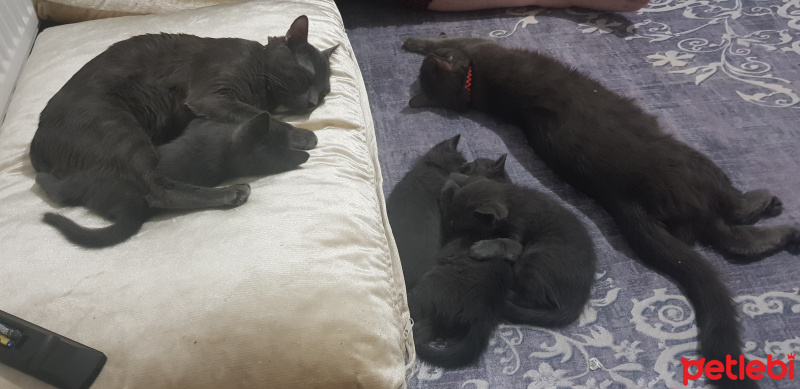Mavi Rus, Kedi  Paşa ve boncuk fotoğrafı