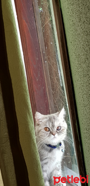 British Shorthair, Kedi  Nina fotoğrafı