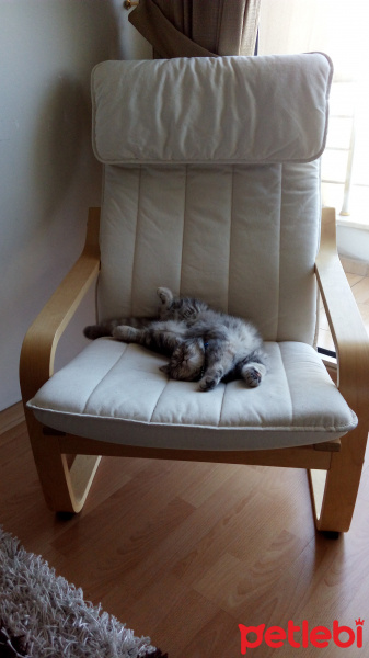 British Shorthair, Kedi  Nina fotoğrafı