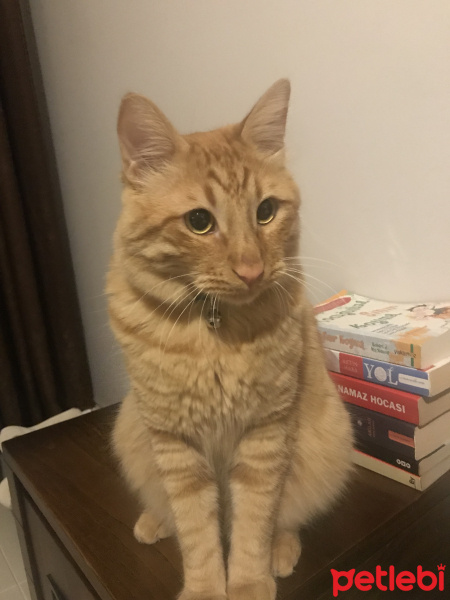 Sarman, Kedi  Leo fotoğrafı