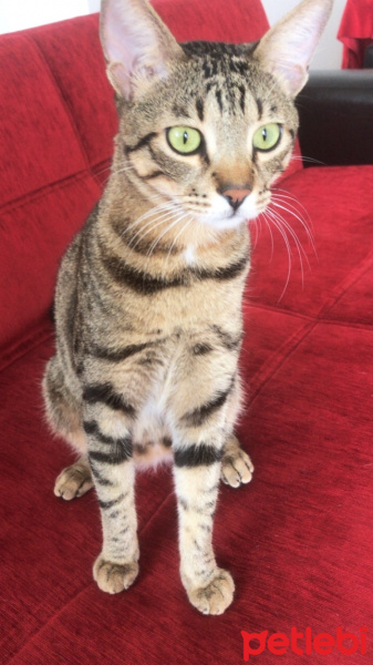 Tekir Kedi, Kedi  Boncuk fotoğrafı