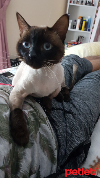 Siyam Kedisi, Kedi  Şakir fotoğrafı