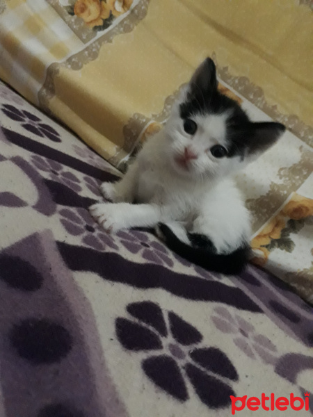 Van Kedisi, Kedi  Pamuk fotoğrafı