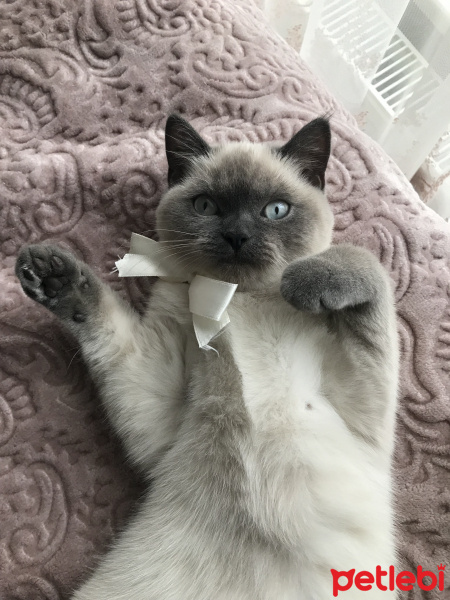 British Shorthair, Kedi  Pamuk fotoğrafı