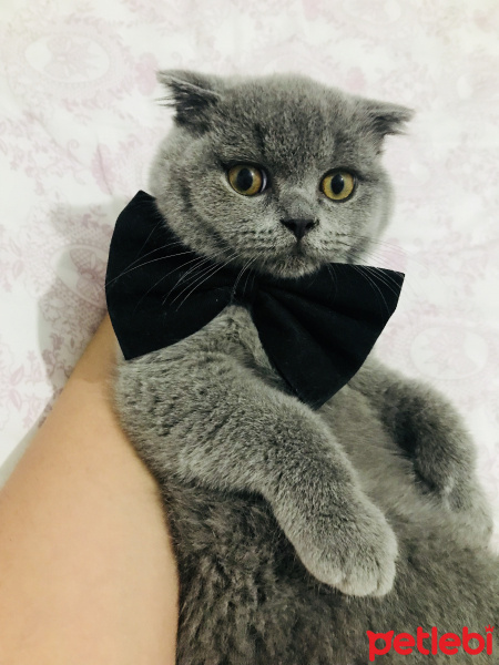 British Shorthair, Kedi  Pamuk fotoğrafı