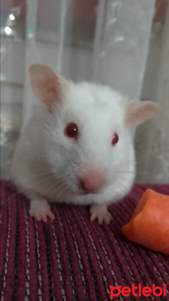 Hamster, Kemirgen  Kaju fotoğrafı