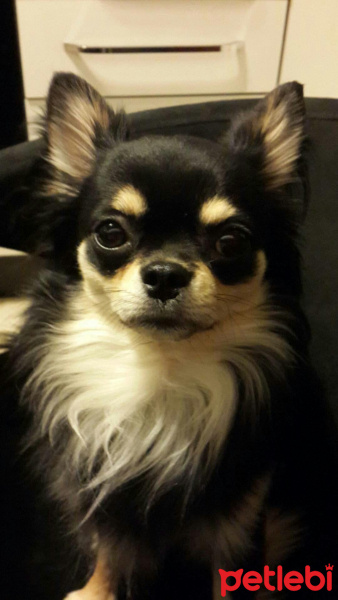 Chihuahua, Köpek  Mickey fotoğrafı