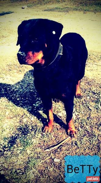 Rottweiler, Köpek  BeTy fotoğrafı