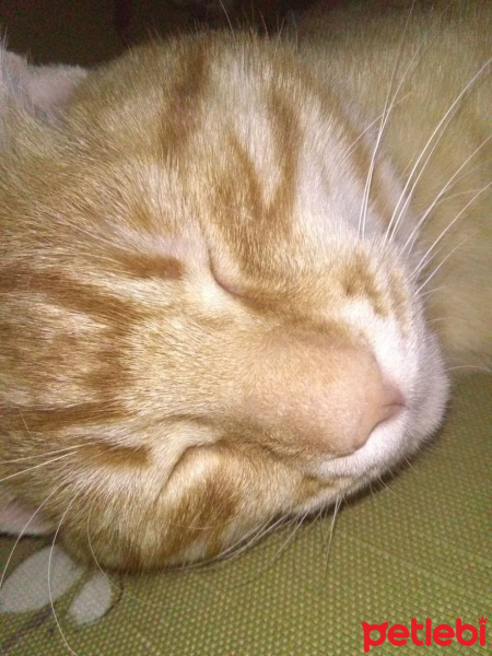 Sarman, Kedi  Şakir fotoğrafı
