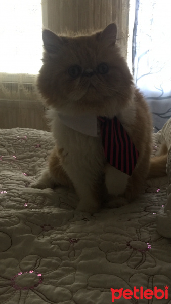 İran Kedisi (Persian), Kedi  Tarçın fotoğrafı