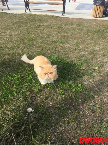 İran Kedisi (Persian), Kedi  Tarçın fotoğrafı