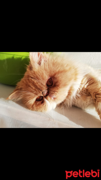 İran Kedisi (Persian), Kedi  Tarçın fotoğrafı