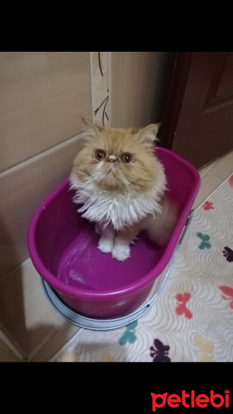İran Kedisi (Persian), Kedi  Tarçın fotoğrafı